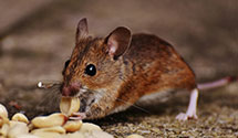 24 Hour & Emergency Exterminators in Pleasantview, PA